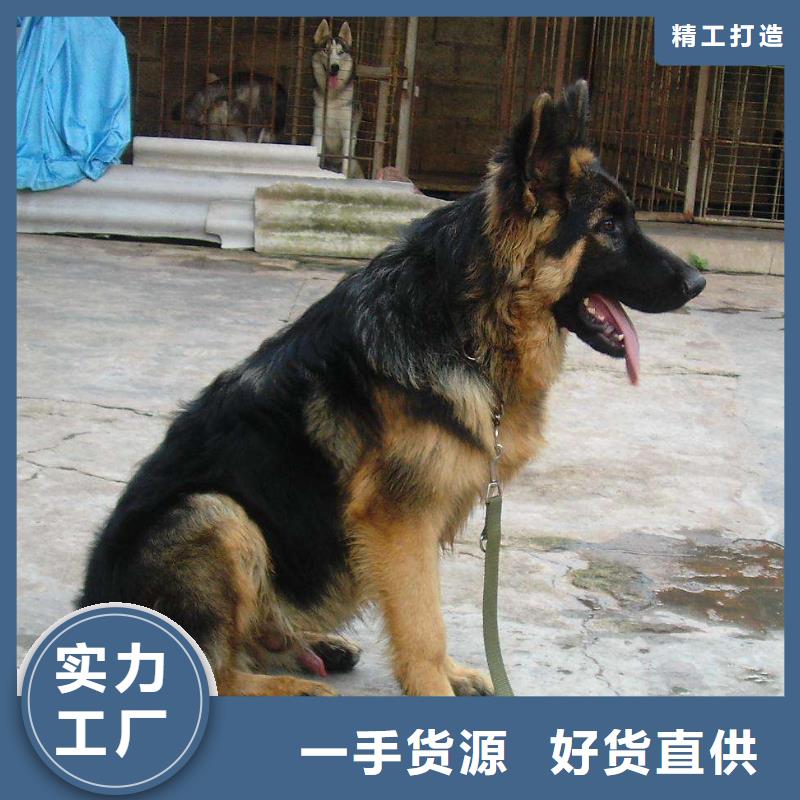 【德国牧羊犬】,杜高犬一件也发货附近供应商