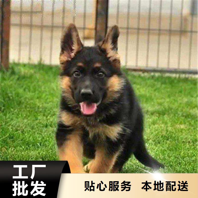 德国牧羊犬马犬来图来样定制本地货源