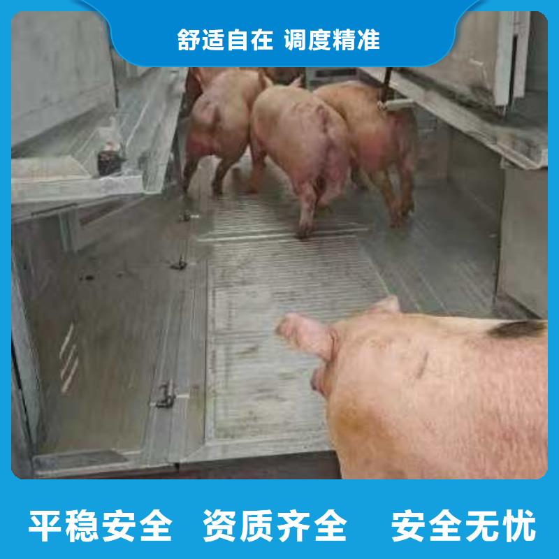 宿迁市沭阳到枣庄猪只贸易妥善安置