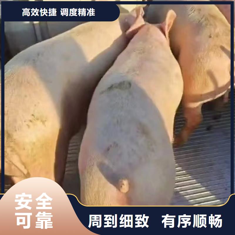 烟台到邯郸空调车运输快捷