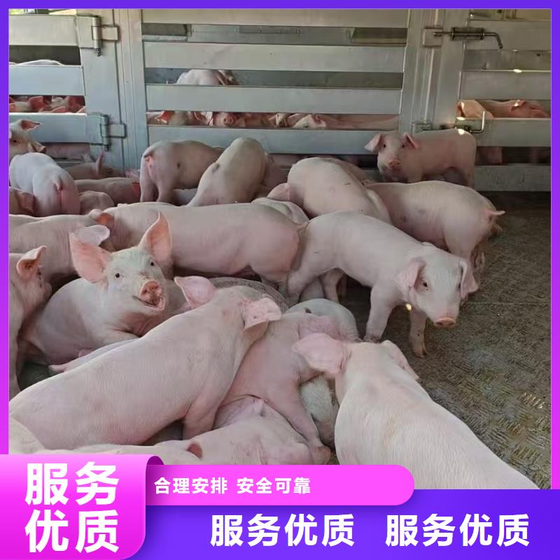 宿迁市泗阳到东营种猪运输品牌知名