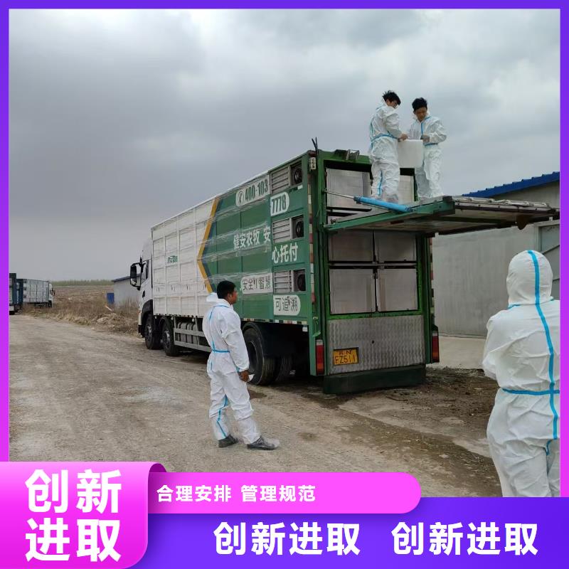 宿迁市泗洪到枣庄仔猪空调车运输快捷准时
