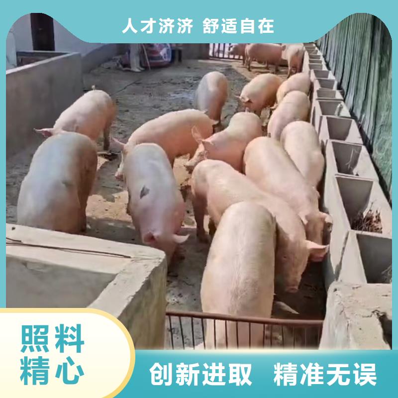 宿迁市泗洪到安阳恒温车运输保障有力