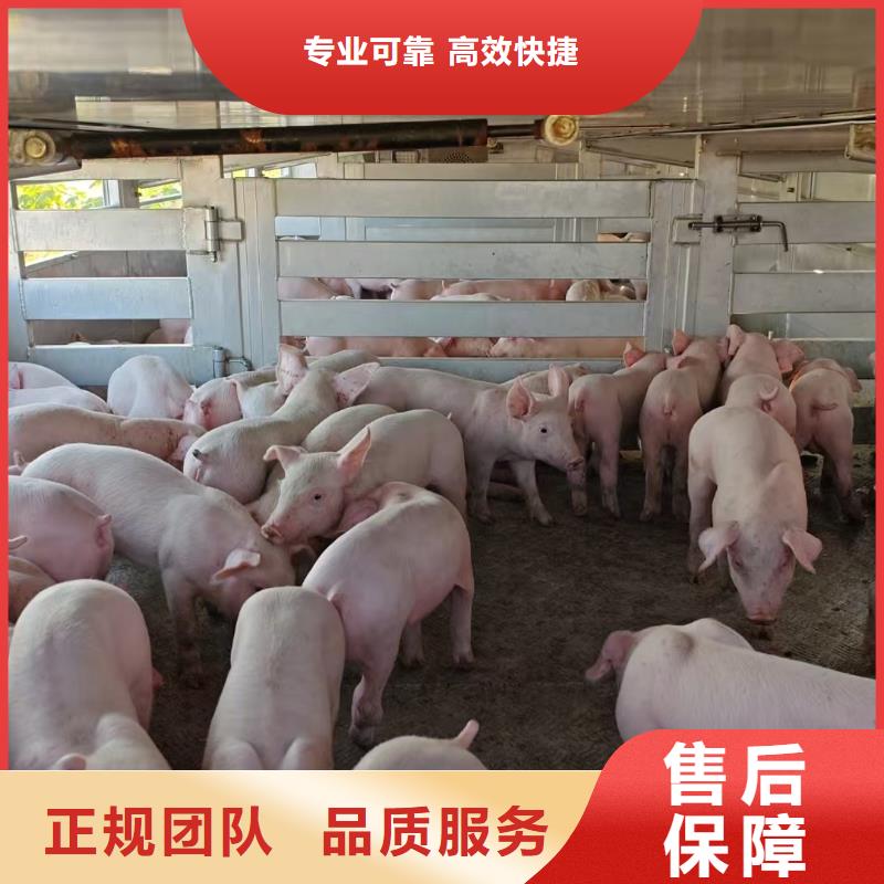 宿迁泗洪到临夏种仔猪运输-专用车诚信放心