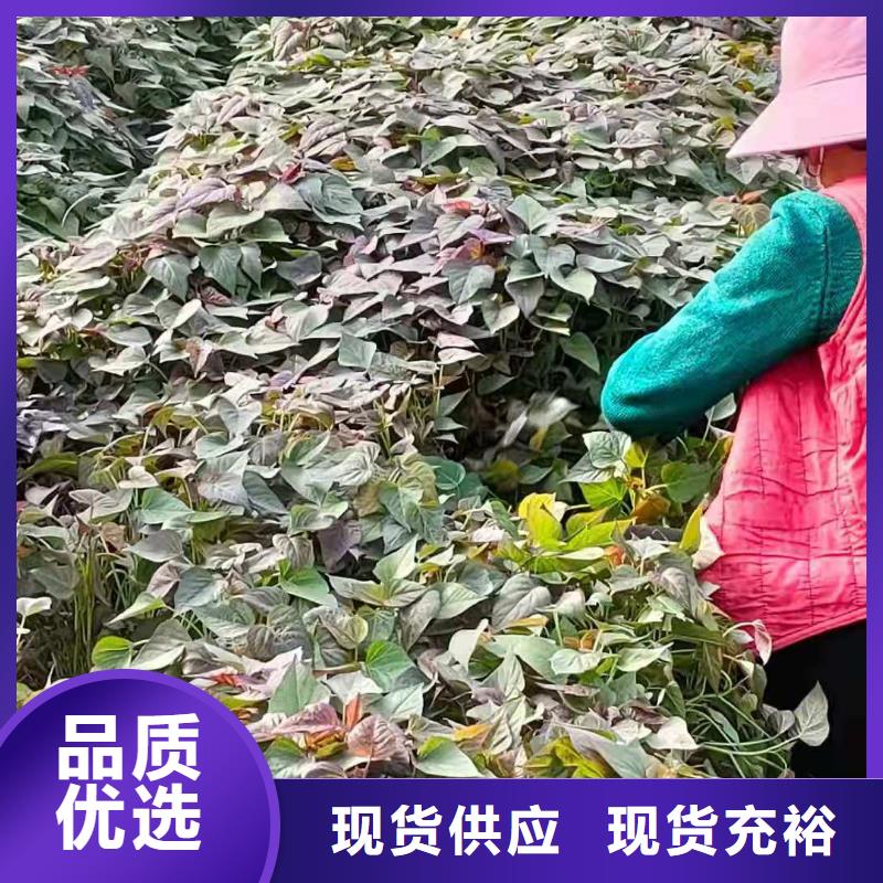 紫薯苗种植基地来图定制