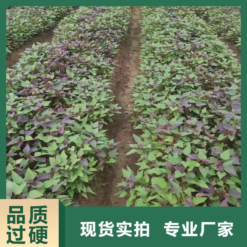 紫薯苗报价好品质售后无忧