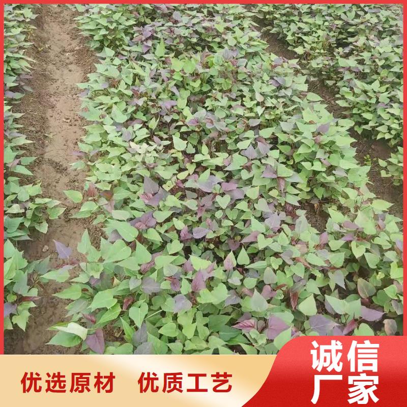 湖北省襄樊紫地瓜苗种植厂家专业供货品质管控