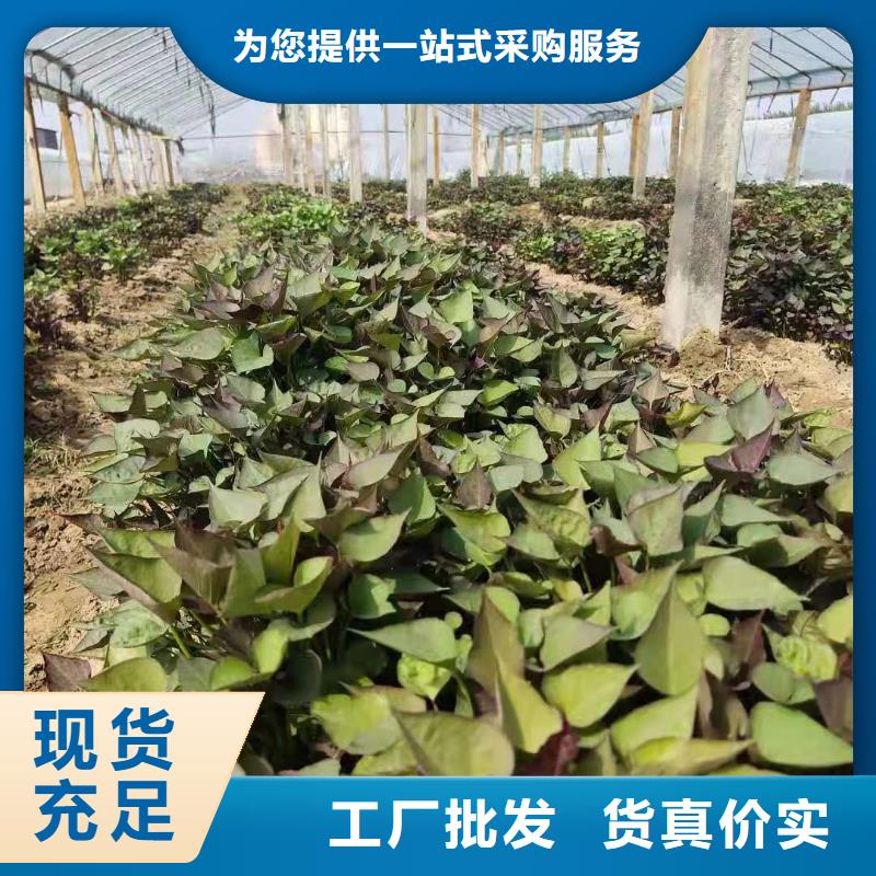 紫薯苗种植厂家当地公司