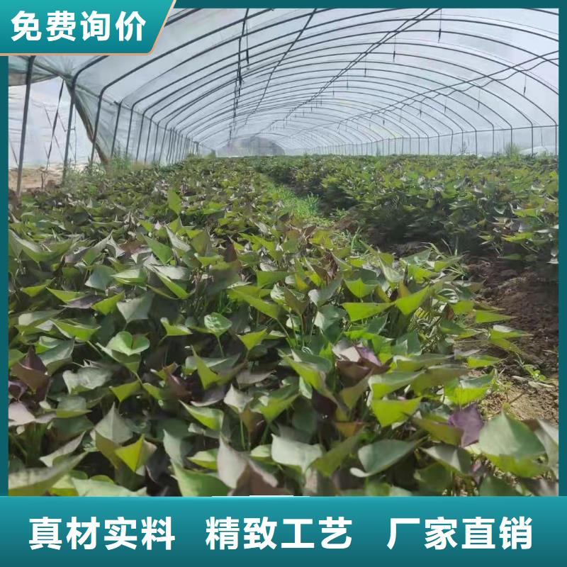 紫薯苗（绫紫）源头厂家优质材料厂家直销