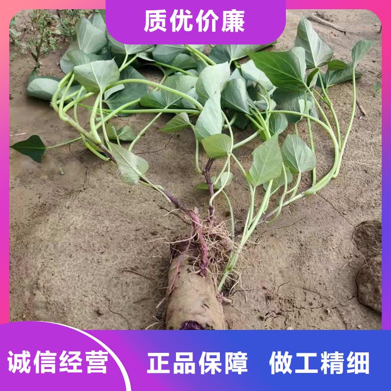 紫薯苗（济黑2号）种植厂家大厂家实力看得见