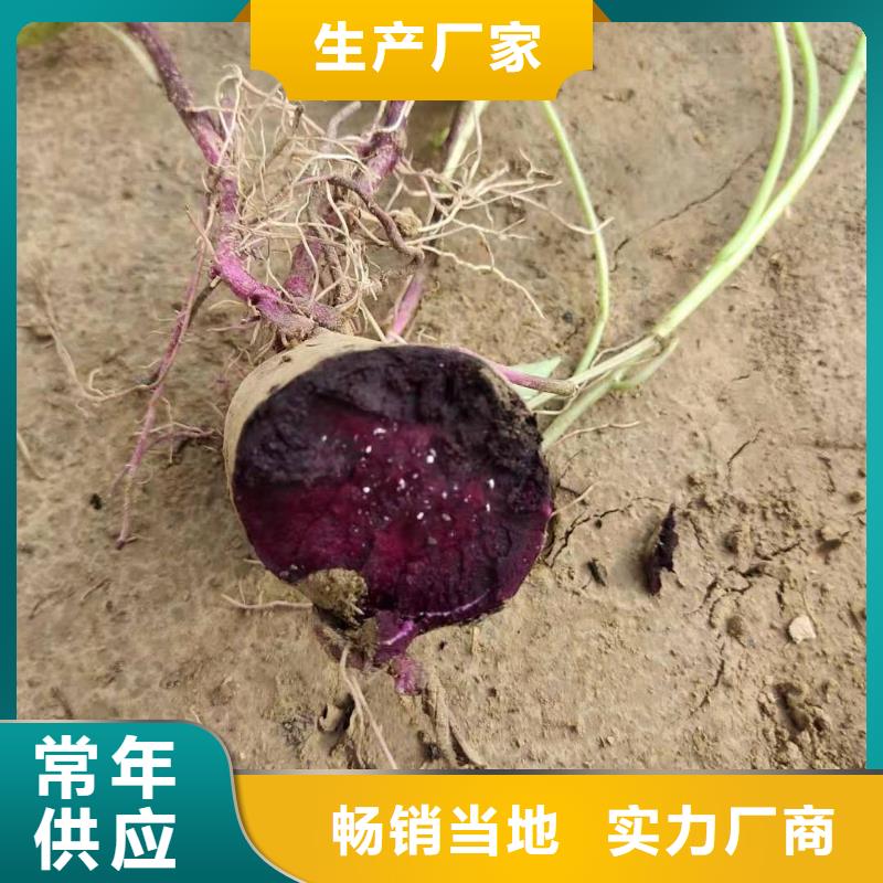 鲜食型紫薯苗什么时候种厂家技术完善