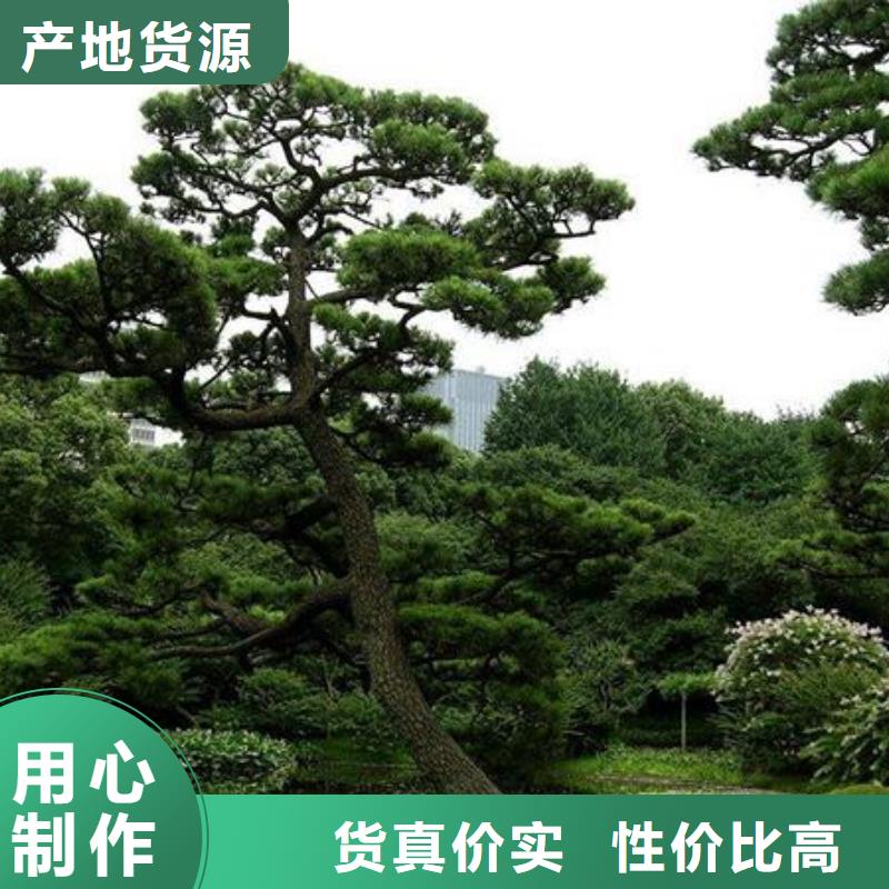 优选：泰山迎客松工厂本地配送