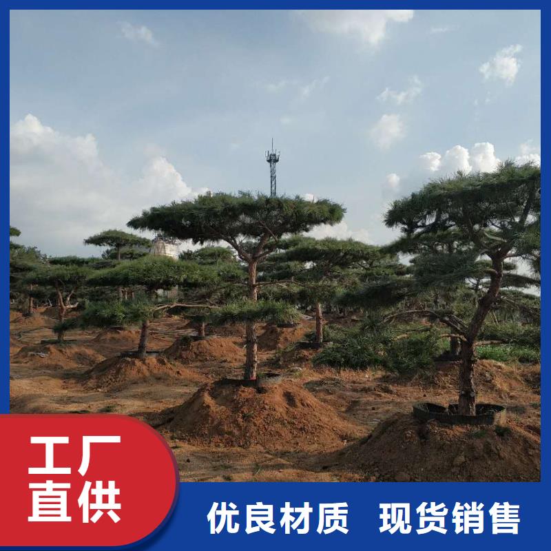 批发造型景松_诚信企业当地公司