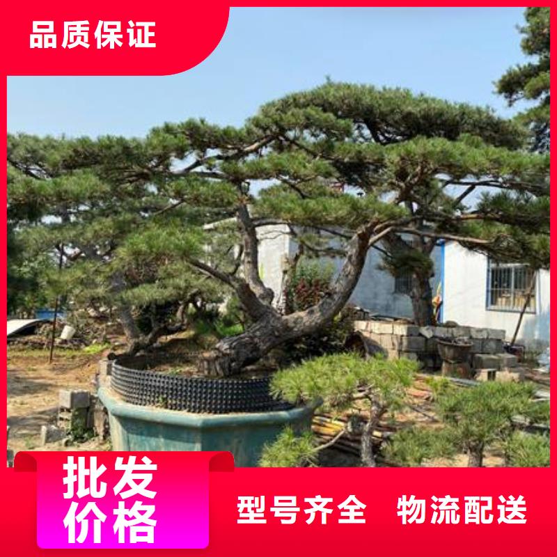 造型松树厂家质优价廉本地经销商