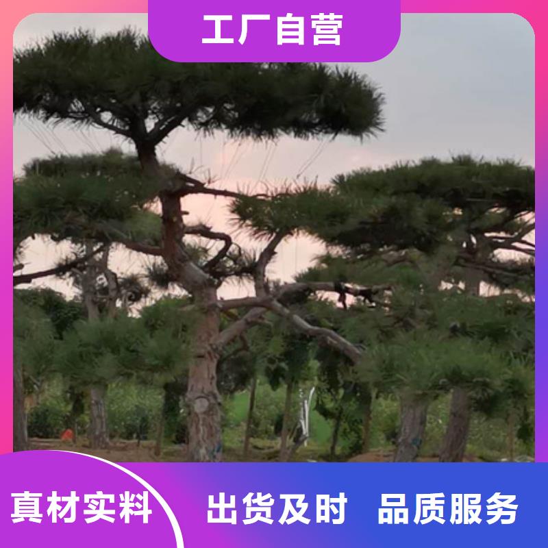 优质造型松的基地工期短发货快