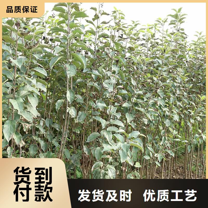 秋月梨种植苗什么品种好工厂价格