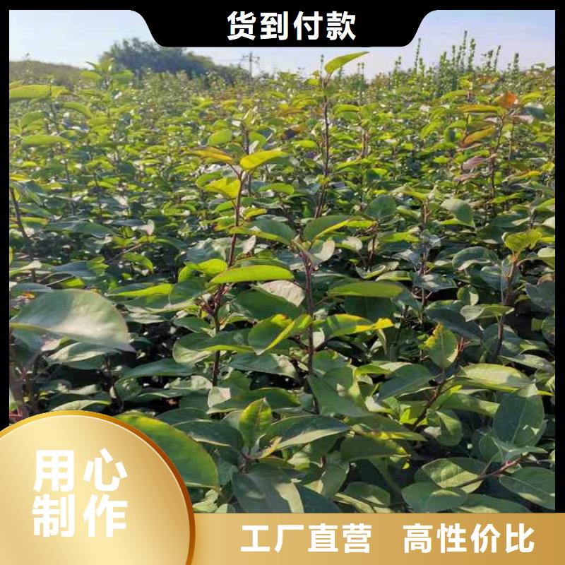 秋月梨种植苗种植基地库存量大