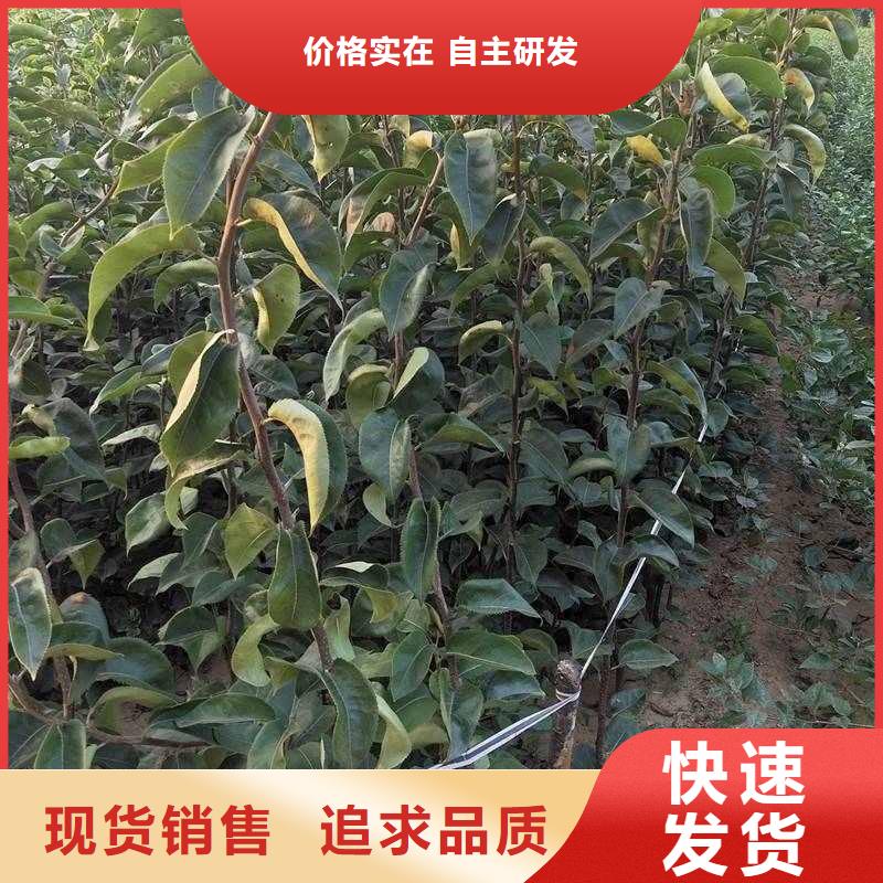 秋月梨树苗一亩地种植利润实体诚信经营