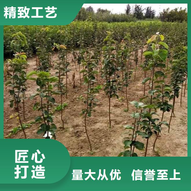 秋月梨苗行情量大从优