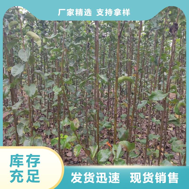 秋月梨树苗种植基地同城供应商