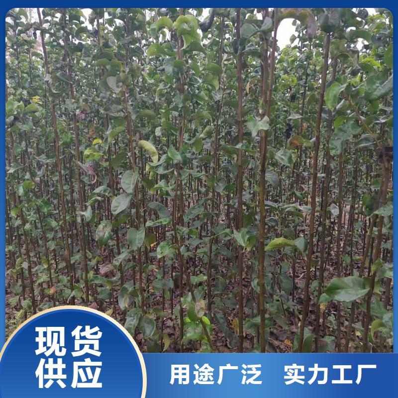 秋月梨种植苗苗木经销处支持定制贴心售后