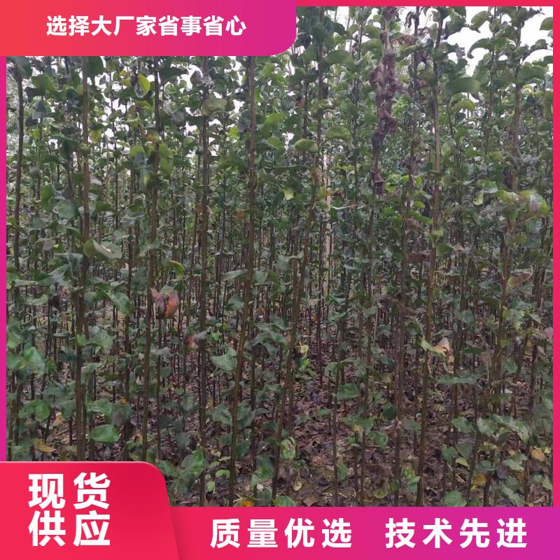 秋月梨种植苗哪里有卖的本地货源