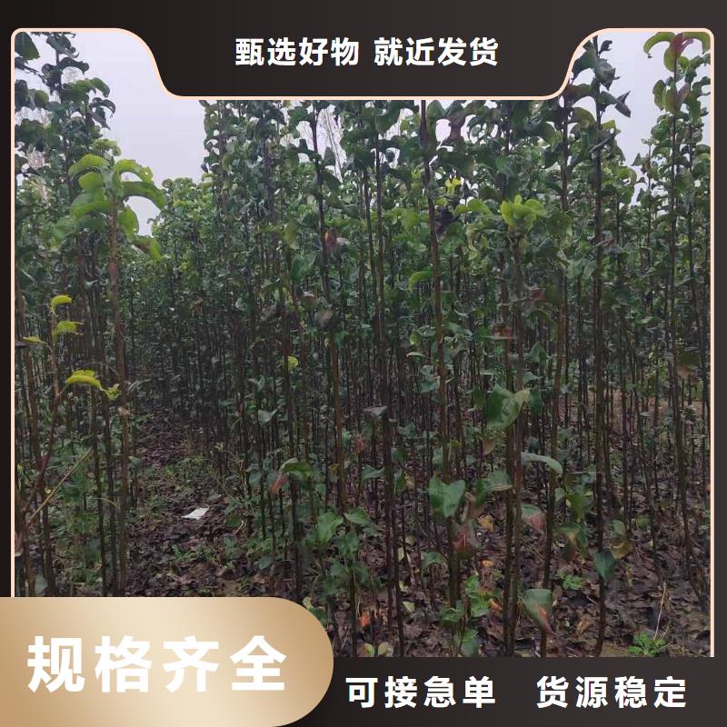 秋月梨种植苗批发同城厂家