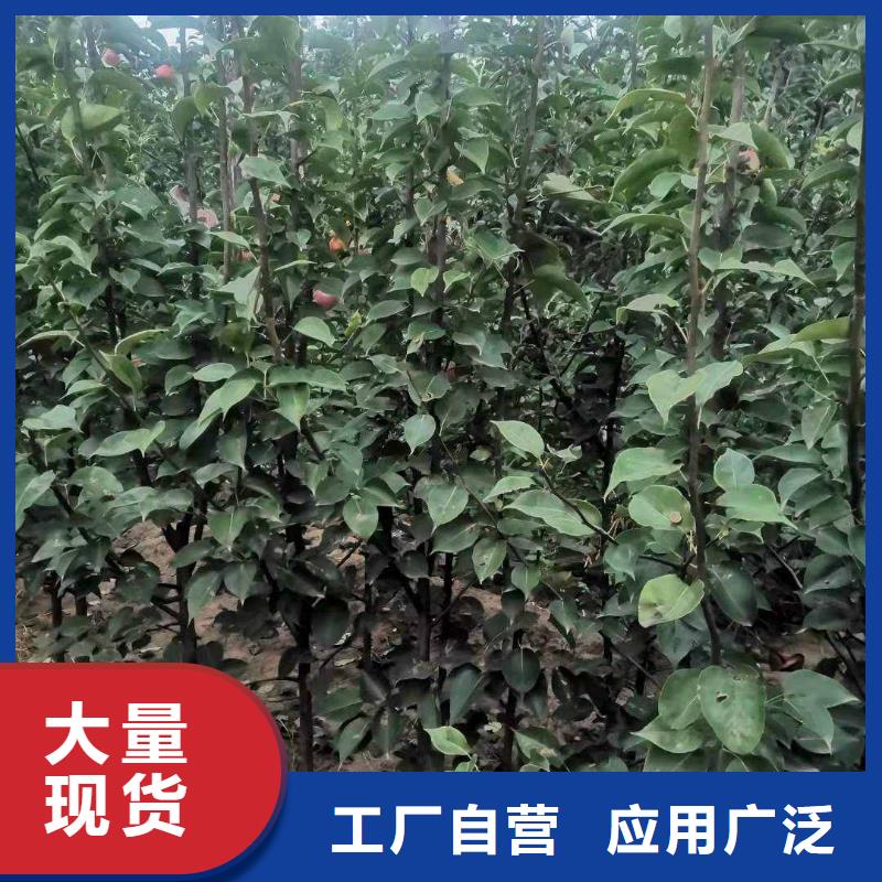 秋月梨种植苗苗木基地批发货源