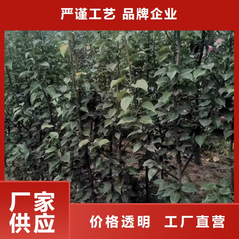 秋月梨种植苗一亩地利润真材实料加工定制