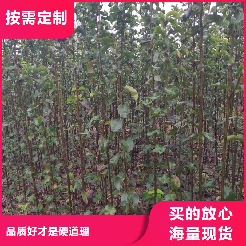 秋月梨树苗种植技术优质原料