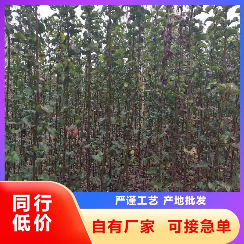 秋月梨种植苗多少钱一棵同城生产厂家