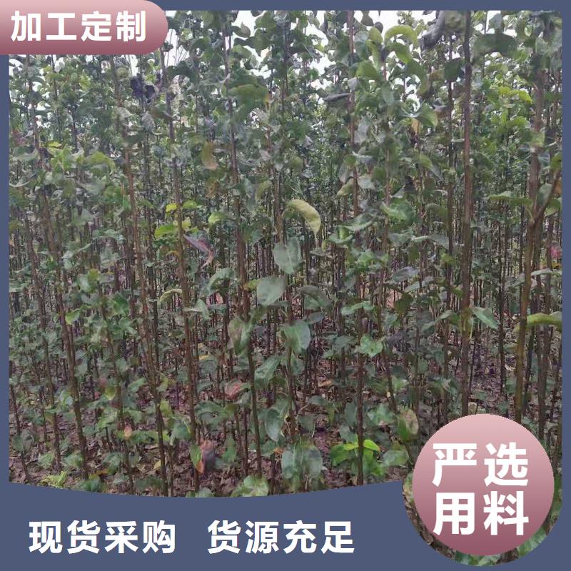 秋月梨种植苗成活率高支持定制加工