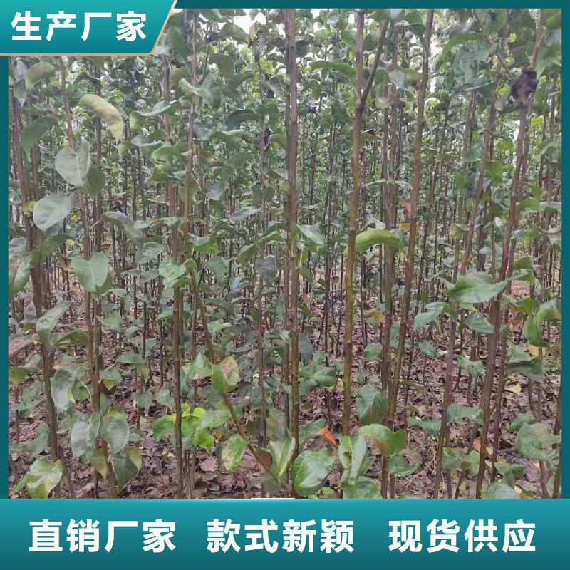 秋月梨苗种植方法及时间同城服务商