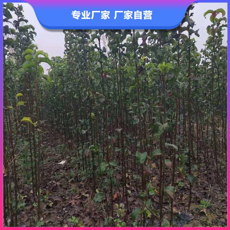 秋月梨树苗种植方法及时间一站式供应厂家