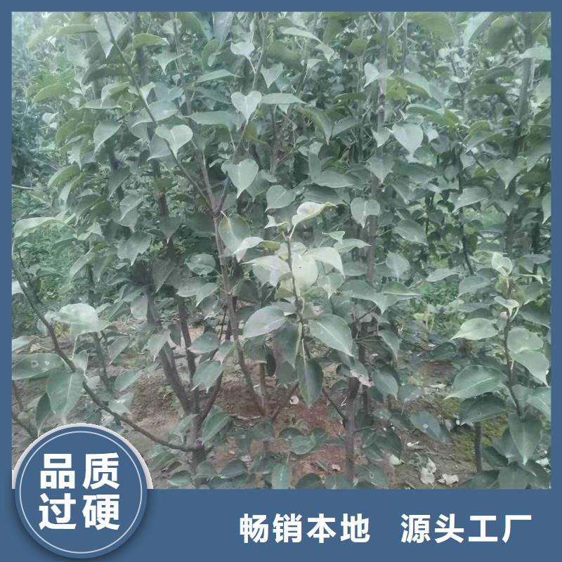 秋月梨苗种植技术本地制造商