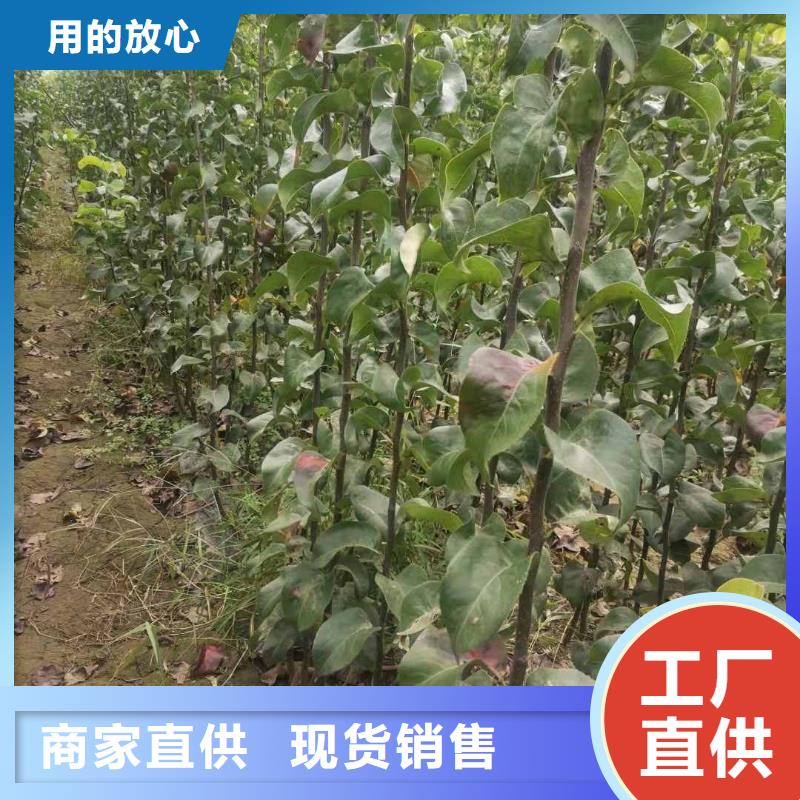 秋月梨树苗品种介绍现货实拍