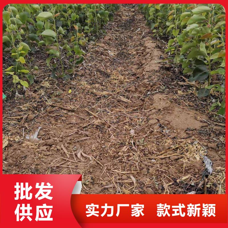 秋月梨树苗批发基地现货实拍