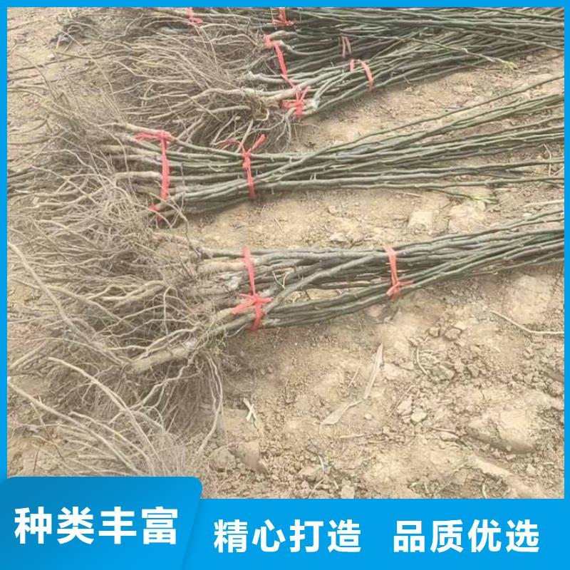 秋月梨种植苗管理方式本地经销商