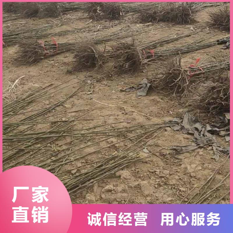 秋月梨树苗苗木基地附近厂家