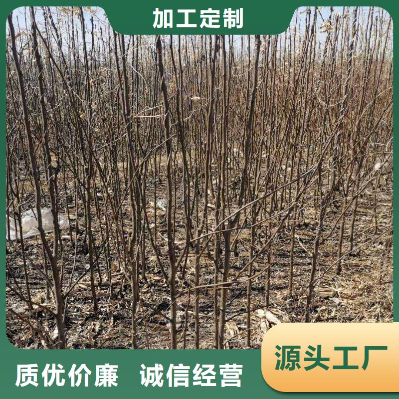 秋月梨种植苗种植基地品质保障价格合理