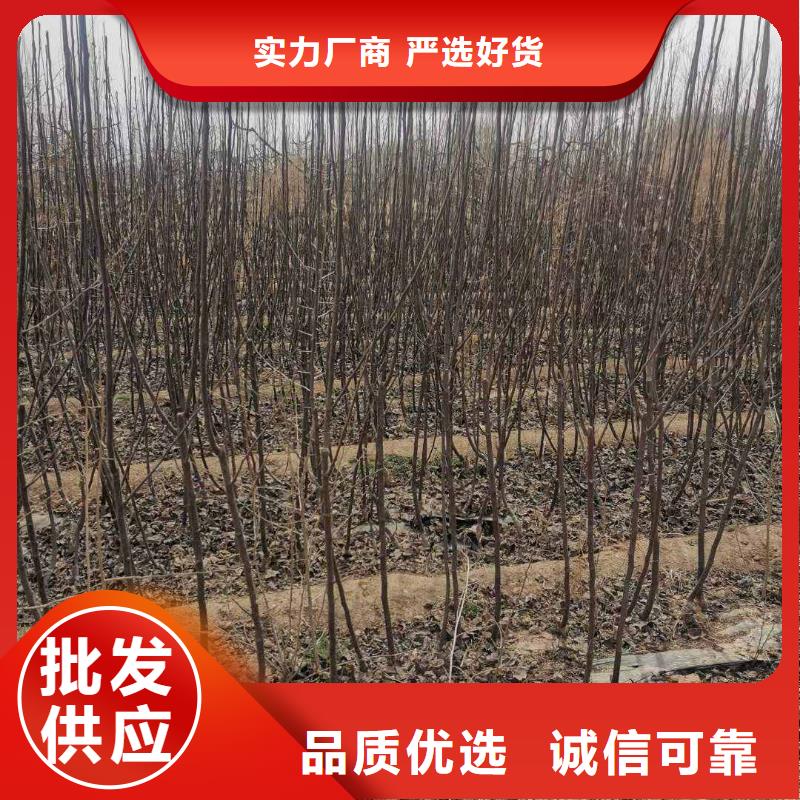 秋月梨种植苗管理方式本地公司