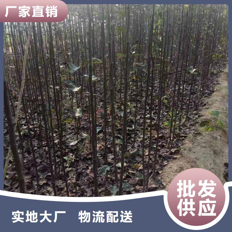 秋月梨种植苗成活率高同城品牌