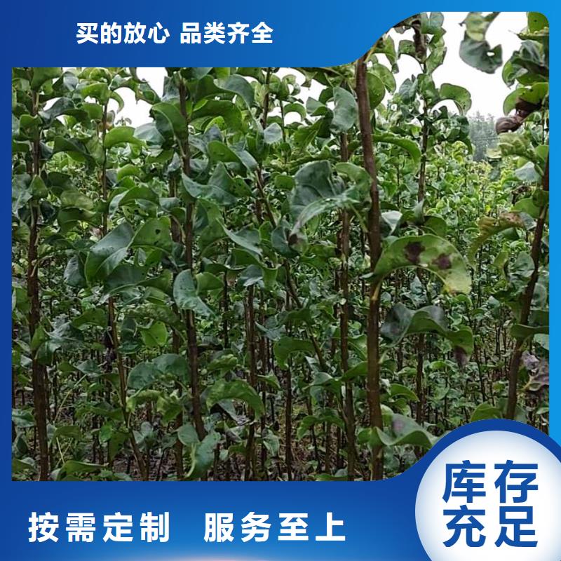 秋月梨种植苗管理方式应用范围广泛