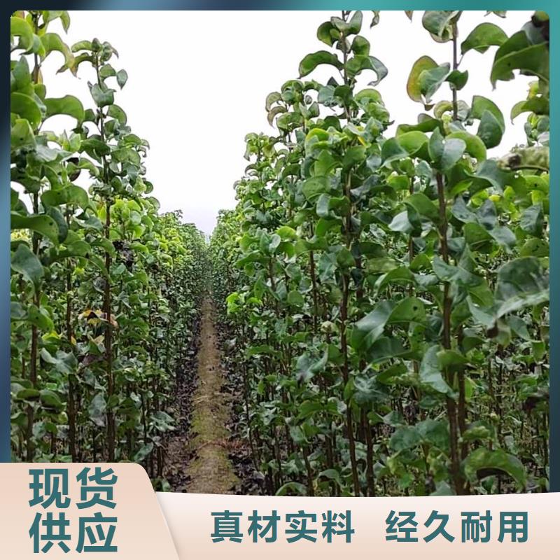 秋月梨苗种植方法及时间价格公道合理