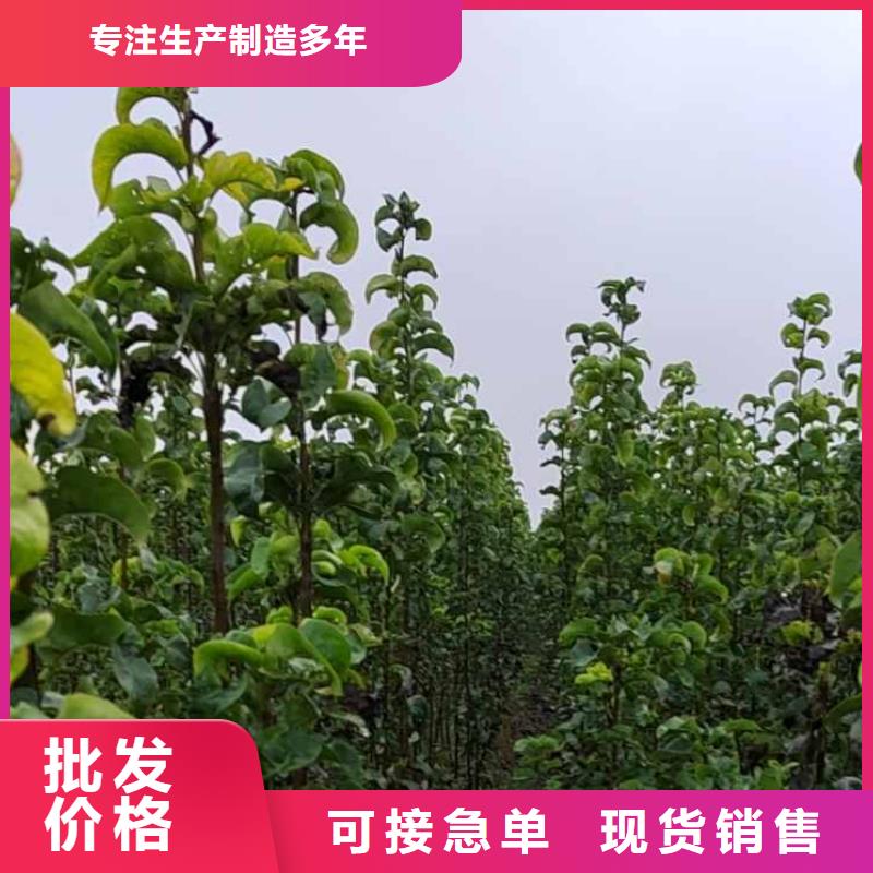 秋月梨树苗一亩地种植利润厂家直销安全放心