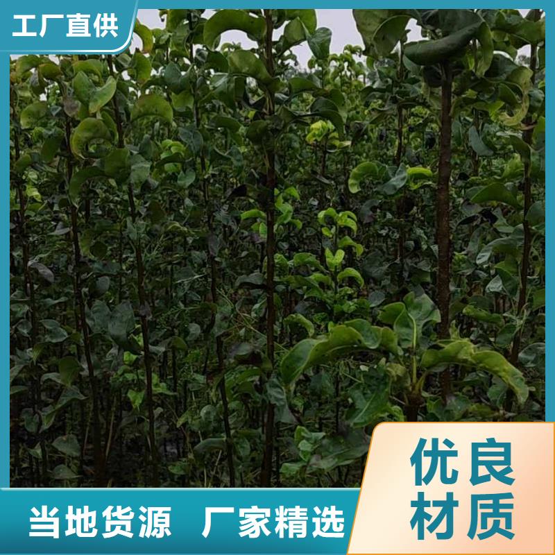 秋月梨种植苗几年结果当地制造商