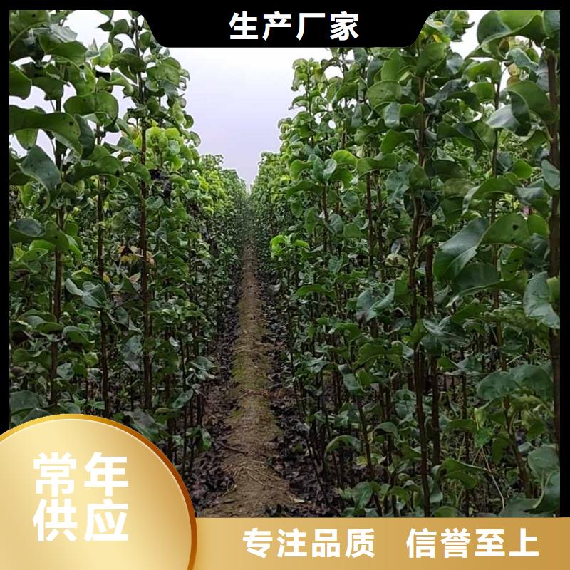 秋月梨树苗种植方法及时间当地货源