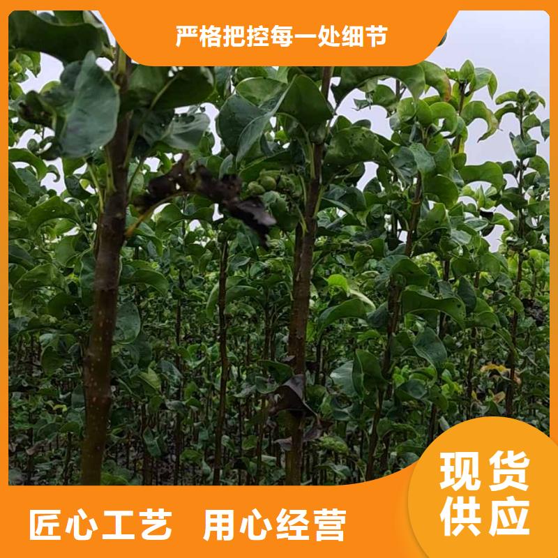 秋月梨种植苗批发大厂生产品质