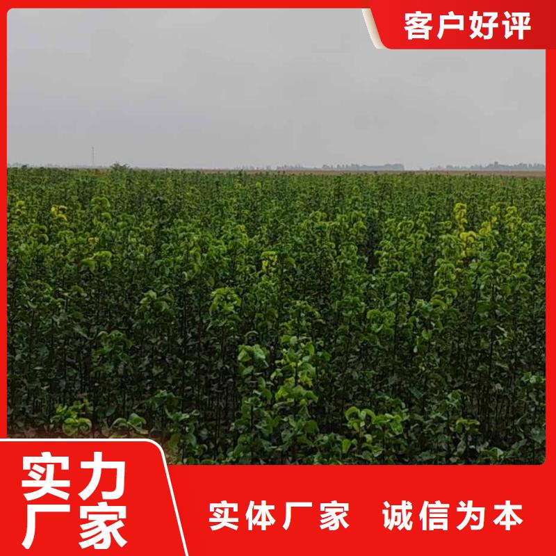 秋月梨种植苗管理方式支持非标定制