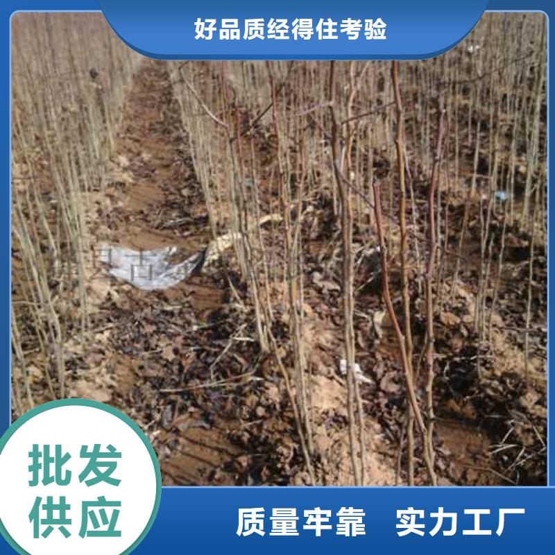 杜梨树苗哪里的价格低当地公司